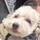 A close-up of Sam's dog